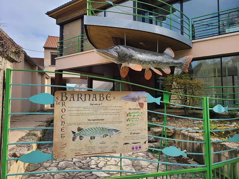 valorisation du brochet interet patrimonial halieutique