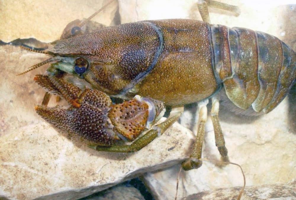 Caractérisation de l’habitat de 32 stations de présence de l’écrevisse à pattes blanches